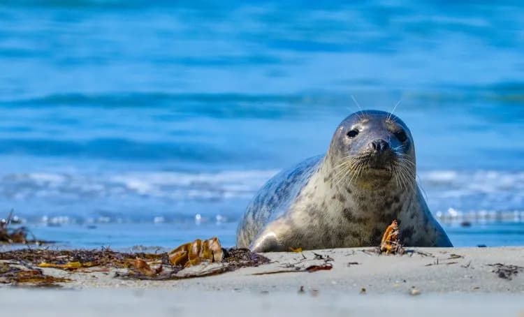 Jaka woda jest w Bałtyku? Zaskakujące fakty o jej jakości i zasoleniu
