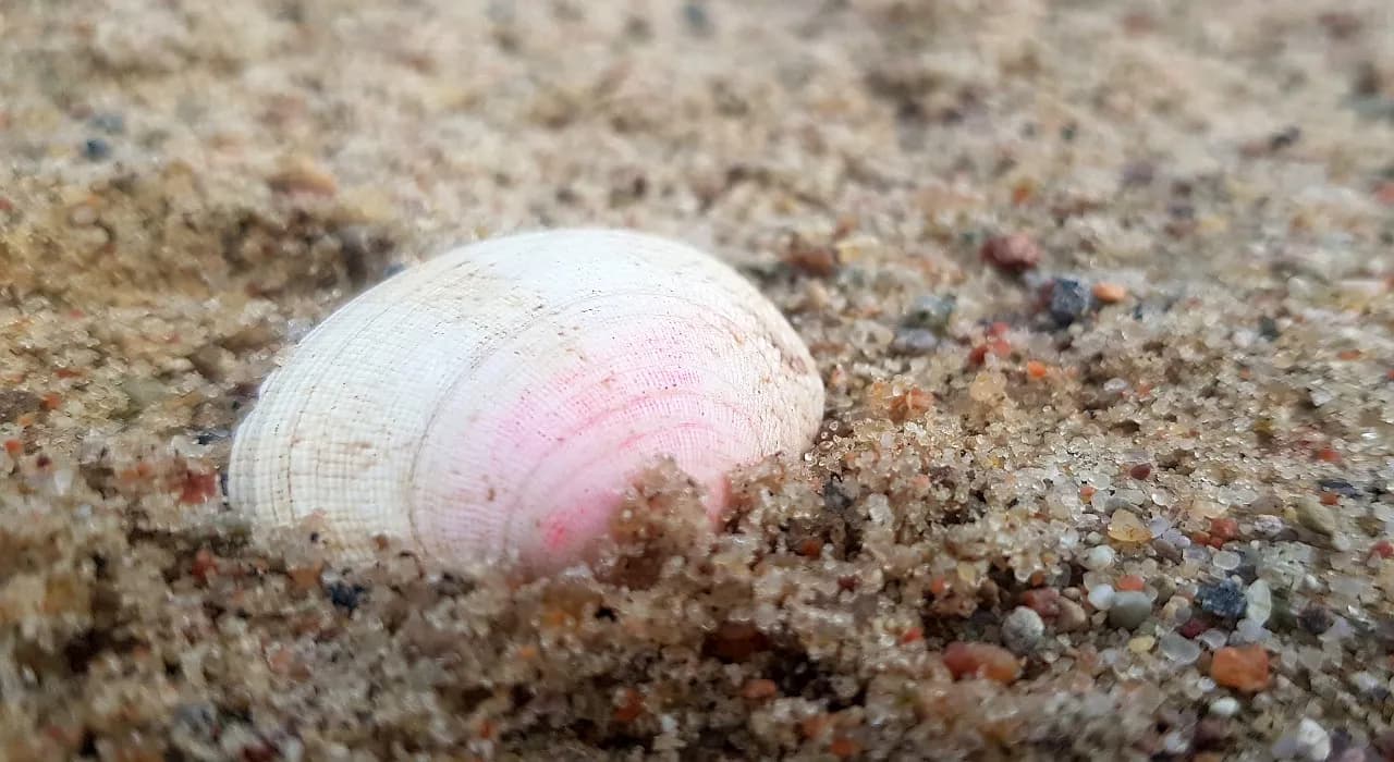 Gdzie zbierać muszle nad Bałtykiem? Odkryj najlepsze miejsca i porady