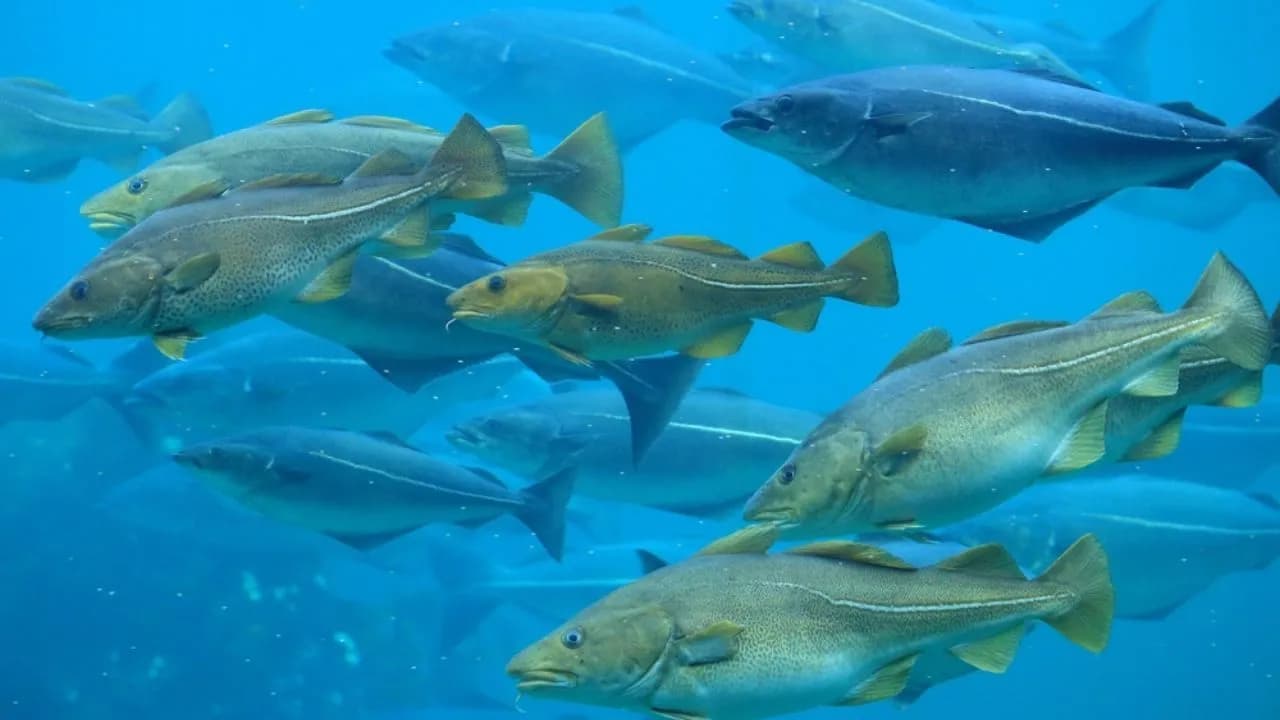 Co pływa w Bałtyku? Odkryj tajemnice ryb i morskich stworzeń