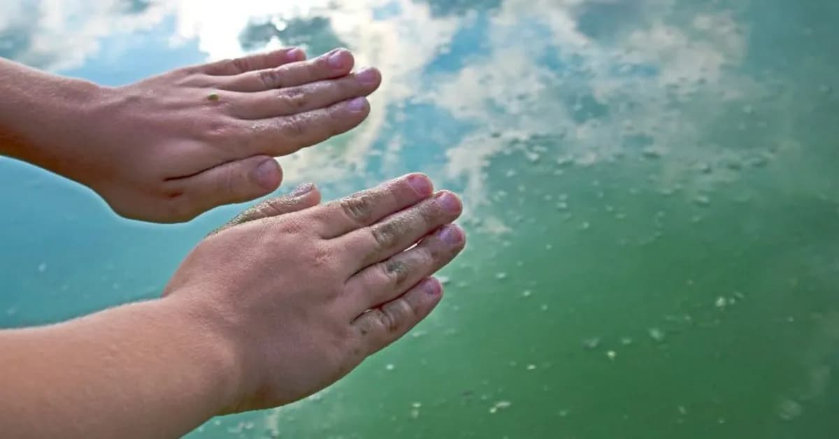 Jak wyglądają sinice w Bałtyku i jak ich unikać podczas kąpieli