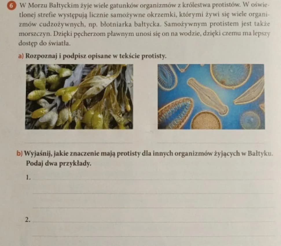 Znaczenie protistów dla organizmów w Bałtyku: kluczowe funkcje i wpływ