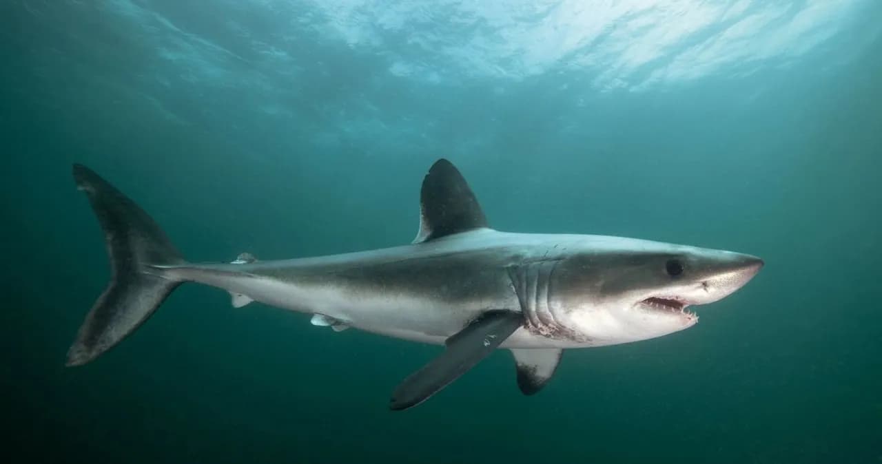 Jakie rekiny żyją w Bałtyku? Odkryj nieznane gatunki i ich tajemnice